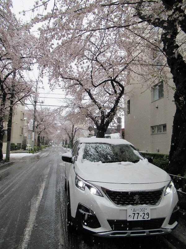 桜と5008と雪