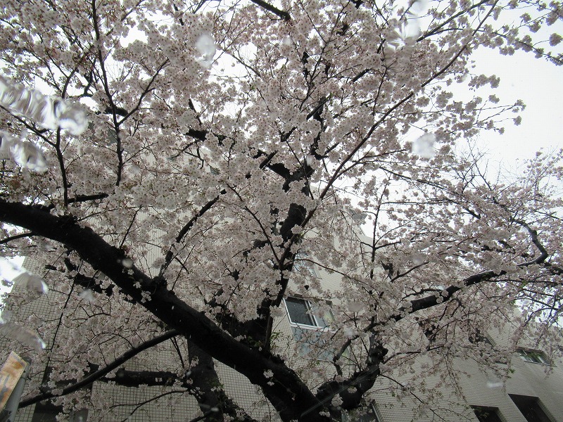 桜と5008と雪