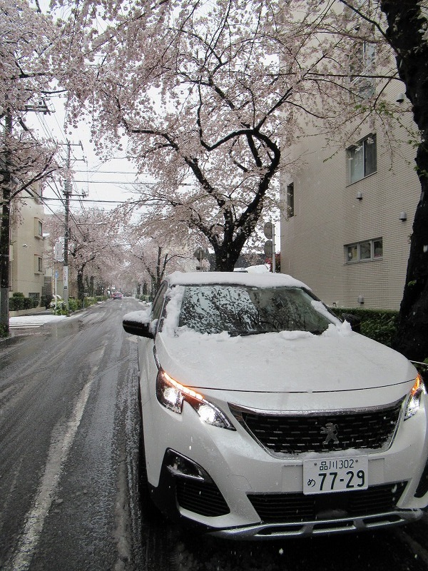 桜と5008と雪