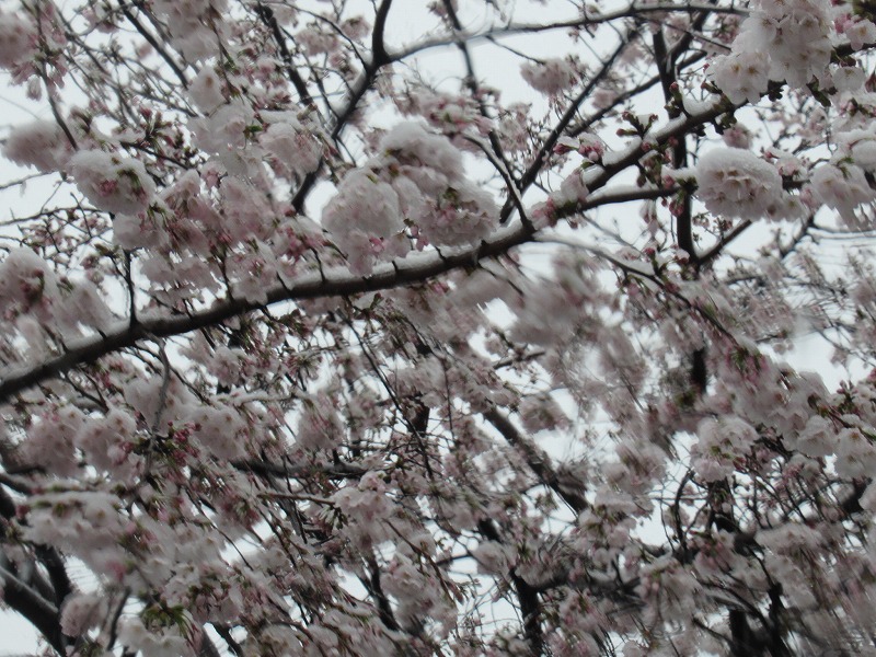 桜と5008と雪